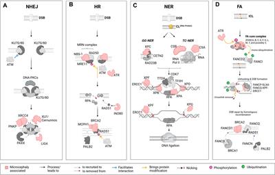 DNA damage and repair: underlying mechanisms leading to microcephaly